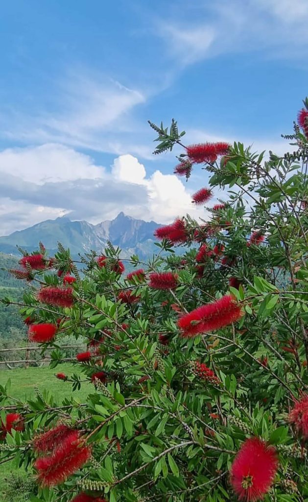Mountain Scenery With Red Flowers In The Foreground